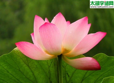 湖湘人氏解太湖字谜