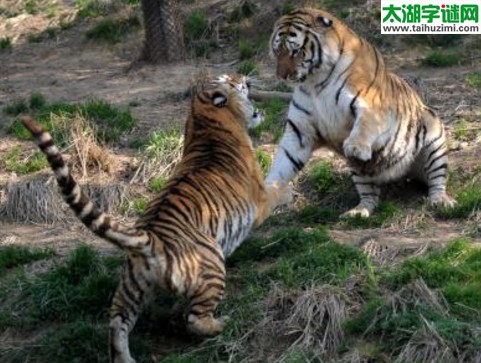 福彩3D第17289期试机号后太湖钓叟一语定胆